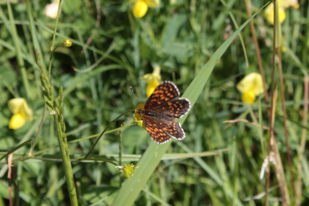 Melitaea diamina?  S